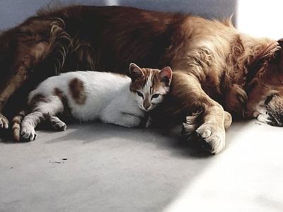 Marmara Adasında Pitbull Saldırısı Gerçekleşti