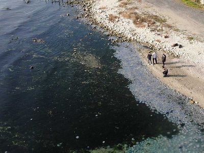 Marmara Denizi'nde korkutan tehlike: Pusula Deniz Anası görüldü