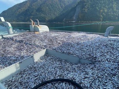 Karadeniz'deki Hamsi Bolluğu Marmaralı Balıkçıların Yüzlerini Güldürdü!