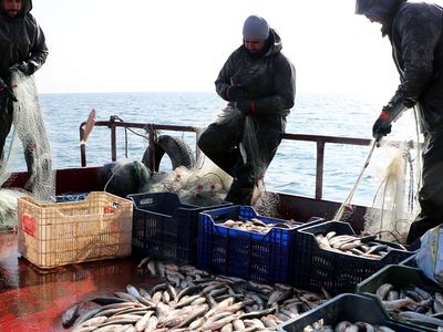 Marmara Denizi'ndeki Lüfer Bolluğuna Müsilaj Etkisi!