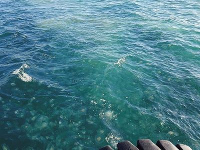 Marmara'da Denizanası İstilası! Uzmanlar Kesinlikle Dokunmayın Uyarısı Yaptı