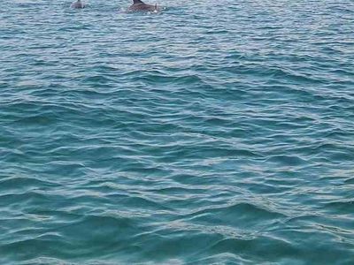 Marmara'da iki yunus teknenin yanında görüntülendi