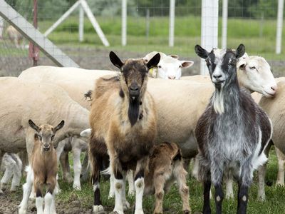 Mavi Dil Hastalığı Nedir?