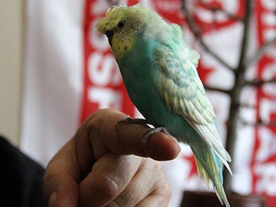 Mehter Marşı Söyleyen Muhabbet Kuşu Japon'u Görenler Gözlerine İnanamadı