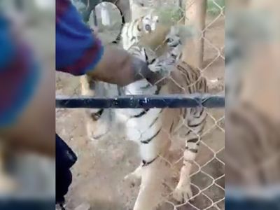 Meksika'da bakıcılık yaptığı kaplan tarafından saldırıya uğradı! Dehşet anları saniye saniye kayda alındı