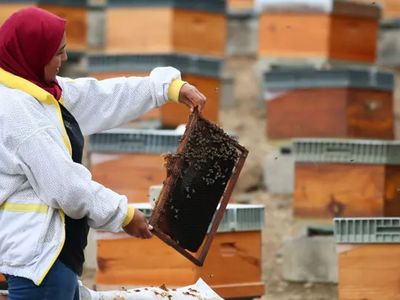 Memurluğu Bıraktı Arıcılığa Başladı! Şimdi 450 Kovanı Var