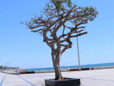 Mersin'de asırlık ağaç zehirlendi, 3 kişi gözaltına alındı!