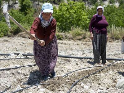 Mersin’de atalık leklek fasulyesi yeniden toprakla buluştu
