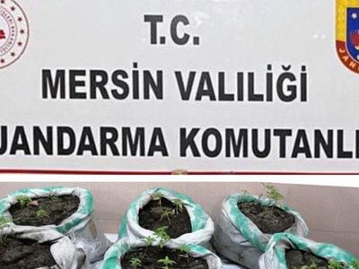 Mersin'de Kenevir Yetiştiren 2 Şahıs Tutuklandı