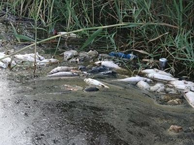 Mersin’de Korkutan Görüntü! Binlerce Balık Öldü