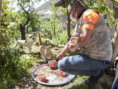 Mersin'de Sokak Hayvanlarına 7 Ton Mama Dağıtıldı