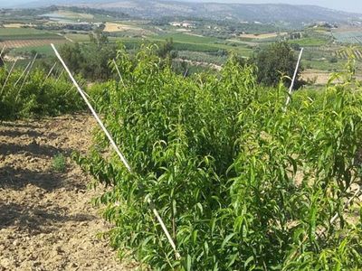 Mersin’de Yaban Hayvanları 600 Adet Ağacı Telef Etti