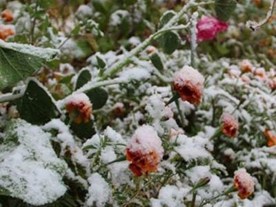 Meteoroloji 5 İl İçin 'Zirai Don' Uyarısı Yaptı!