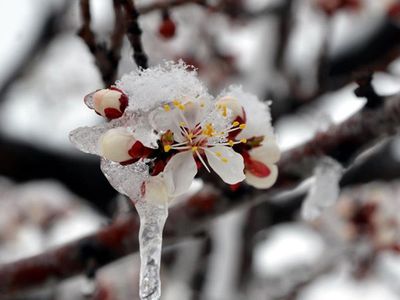 Meteoroloji'den 2 Bölgeye Zirai Don Uyarısı