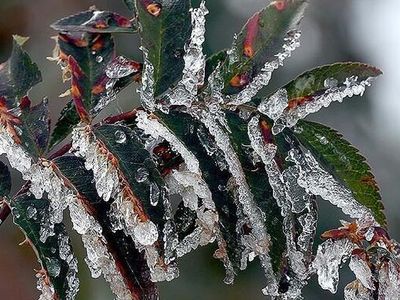 Meteoroloji'den 3 Bölgeye Zirai Don Uyarısı