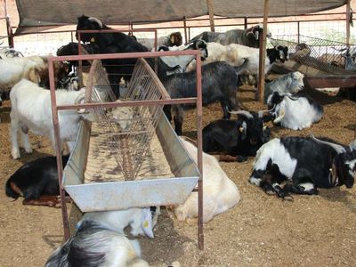 Migros A101 Carrefour 2022 Kurbanlık fiyatları ne kadar? Küçükbaş ve büyükbaş kurbanlık fiyatları
