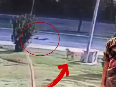 Milyonlarca insan Zana’ya ağlıyor: Sokak köpeklerinden kaçarken arabaya çarptı