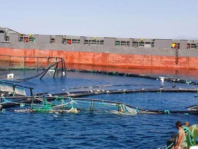Muğla'da Akılalmaz Kaza: 750 Bin Balık Denize Kaçtı!