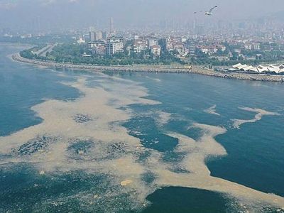 Musilaj kabusu yeniden aramızda: İşte Marmara'daki müsilajın nedeni