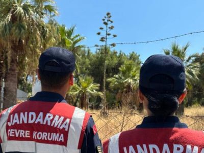 Nadir Bulunan ''Agave'' bitkisine Aydın'da Rastlanıldı