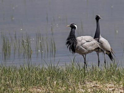 Nesli Tükenme Tehlikesi Altındaki Turnaların Korunması için Türkiye'den Yeni Adımlar