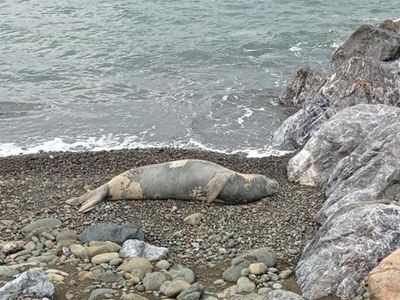 Nesli Tükenmek Üzere! Akdeniz Foku Hatay'da Görüldü