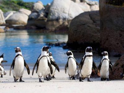 Nesli Tükenmekte Olan Penguenler Öldü!