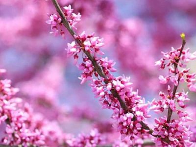 Nevruz Bayramı mesajları kutlama sözleri 2022