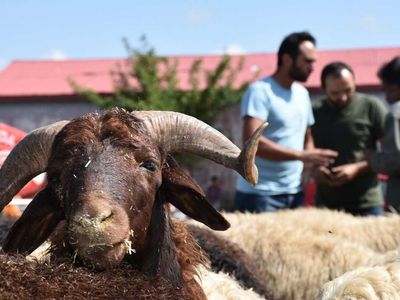 Nevşehir kurbanlık fiyatları ne kadar? 2022 Nevşehir büyükbaş, küçükbaş kurbanlık hisse fiyatları