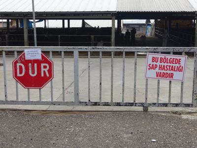 O ilde şap alarmı verildi: 9 mahalle karantinaya alındı