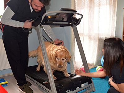 Obez Köpek Paşa: 3 Yılda 30 Kilo Zayıflamayı Başardı