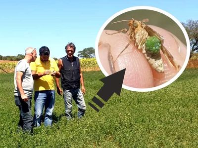 Önce Trakya’da ortaya çıkmıştı şimdi o ilde de görüldü: Çayır tırtılı giderek yayılıyor