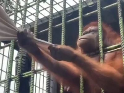 Orangutana yakalanan adamın korku dolu anları!