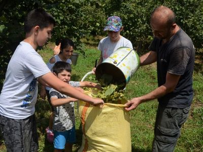 Ordu'da Sezonun İlk Fındığı Toplandı!
