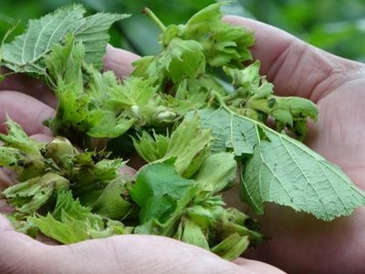 Ordu’da Yağan Dolu Fındık Rekoltesine Etkiledi