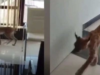 Ormanın hayaleti olarak bilinen vaşak iş yerine girdi!