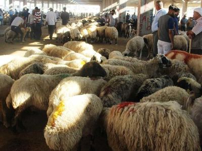 Osmaniye kurbanlık fiyatları ne kadar? 2022 Osmaniye büyükbaş, küçükbaş kurbanlık hisse fiyatları