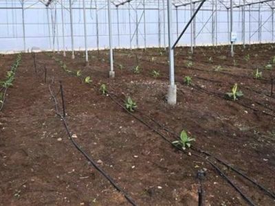 Osmaniye’de Teknolojiyi Kullanıp Serada Muz Üretecekler!
