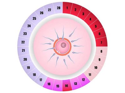 Ovülasyon (Kadınlarda Yumurtlama Dönemi) Nedir?