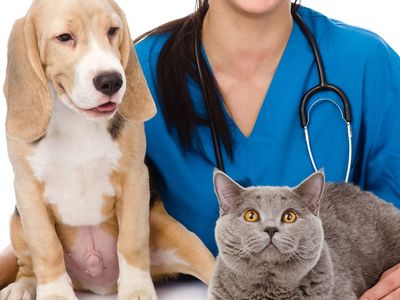 Özellikle kedi ve köpeklere dikkat! Hayvanlarda Kanser vakaları arttı!