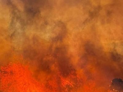 Paşalimanı Adası'nda Orman Yangınına Müdahale Ediliyor
