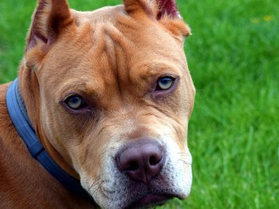 Pitbull Yine Dehşet Saçtı! 11 Aylık Bebeğe Saldırdı!