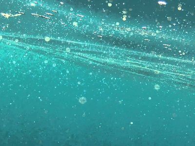 Plankton nedir, nasıl oluşur? Plankton neyle beslenir, nasıl ürer? Denizlerin sihirli yaratığı planktonların gizemli hayatı