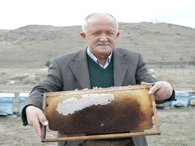 Polen kıtlığı, arıcılarda endişe yaratıyor: Arı ölüm oranı yüzde 90!