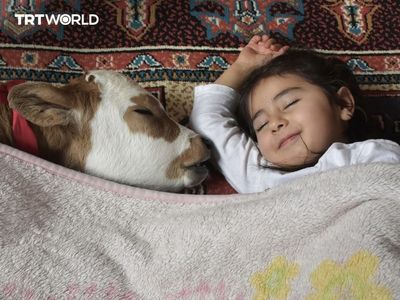 Prematüre doğan buzağı, bir ailenin bakımıyla hayatta kalmış