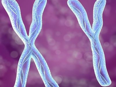 Proliferasyon Ne Demek? 
