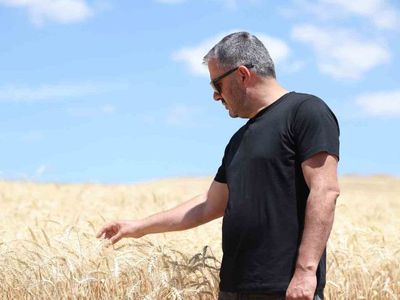 Pursaklar'da hasat dönemi başladı