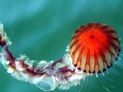 Pusula denizanası nedir, tehlikeli mi? Dünyanın en tehlikeli türlerinden Pusula denizanası Türkiye'de nerelerde görüldü?