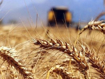 Rapor yayımlandı, Dünya Bankası'ndan korkutan buğday açıklaması!