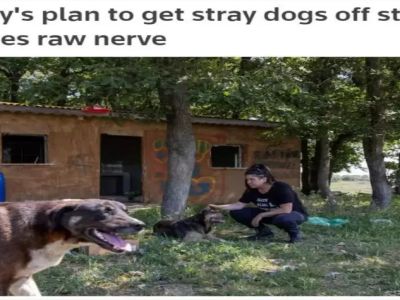 Reuters'tan Türkiye'deki çalışma için karalama kampanyası: Sokak köpekleriyle ilgili algı oluşturuldu